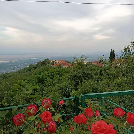 Guesthouse Kiko Сигнахи Экстерьер фото