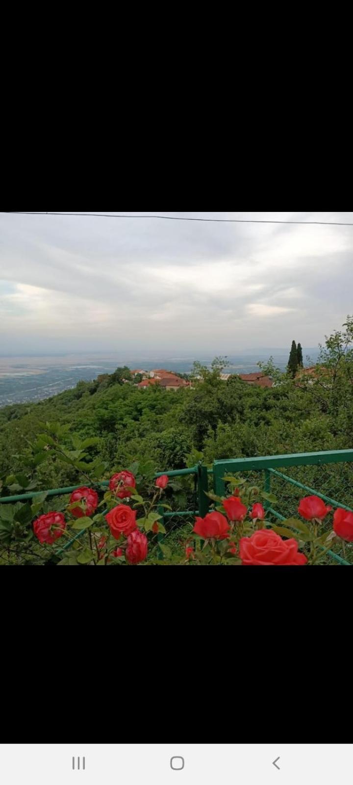 Guesthouse Kiko Сигнахи Экстерьер фото